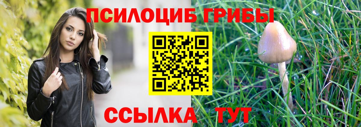 Галлюциногенные грибы Psilocybe  Вход с VPN  Псилоцибиновые грибы ЛСД  купить наркоту  Курчалой 